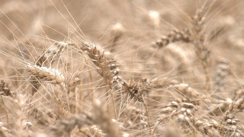 Wheat at FG &laquo;Naporivske&raquo;