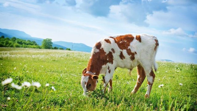 Поголів&amp;#x27;я ВРХ на с/г підприємствах України за рік зросло на 4%, у господарствах населення скоротилося на 35% – АВМ