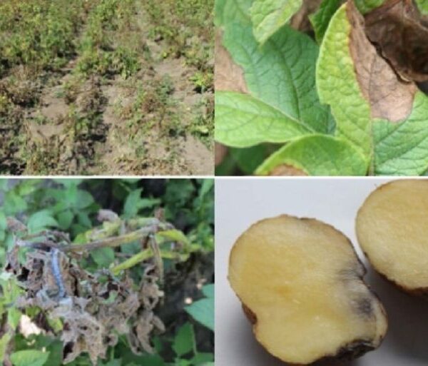 На Одещині знайдено карантинну хворобу картоплі — SuperAgronom.com