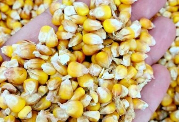 Попит на українську кукурудзу переорієнтовується з портів на західний кордон