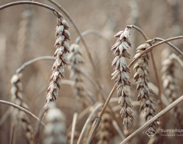 Недуги колоскових вразили зернові в кількох регіонах — SuperAgronom.com