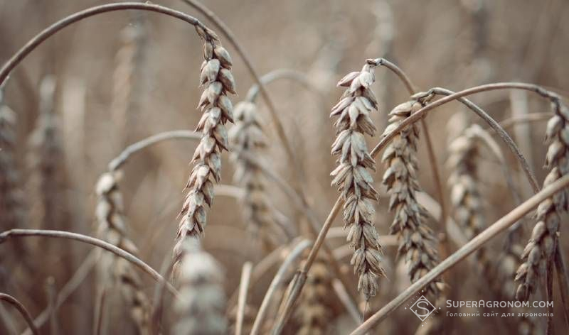 Fusarium and Septoria ear diseases are spreading in Ukrainian regions: where are the highest infection rates? Fusarium and Septoria ear diseases are spreading in Ukrainian regions: where are the highest infection rates?
