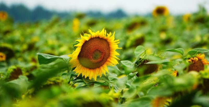 Потенціал пізніх культур залежить від спеки та опадів у серпні — ASAP Agri