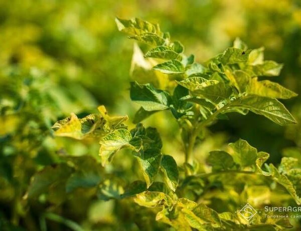 Збір урожаю картоплі 2026 року під загрозою через дефіцит вологи: прогнозувати вартість важко — SuperAgronom.com
