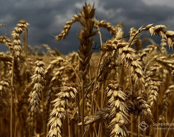 Bayer та RAGT розпочинають масштабний випуск на ринок гібридної пшениці — SuperAgronom.com