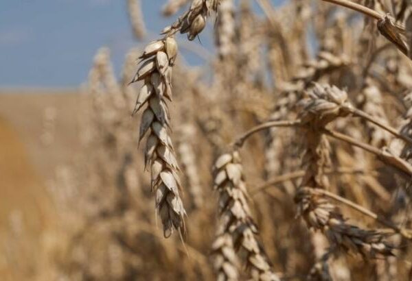 Сприятливі погодні умови покращили прогнози врожаю пшениці в Україні — USDA — КУРКУЛЬ