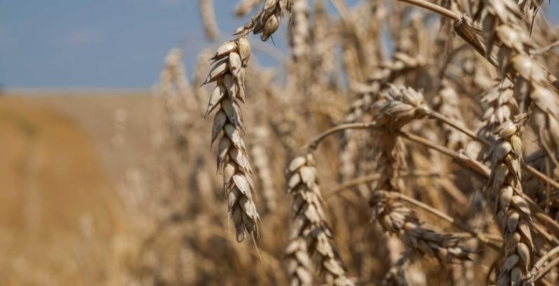 Сприятлива погода покращила перспективи врожаю пшениці в Україні — USDA Сприятлива погода покращила перспективи врожаю пшениці в Україні — USDA