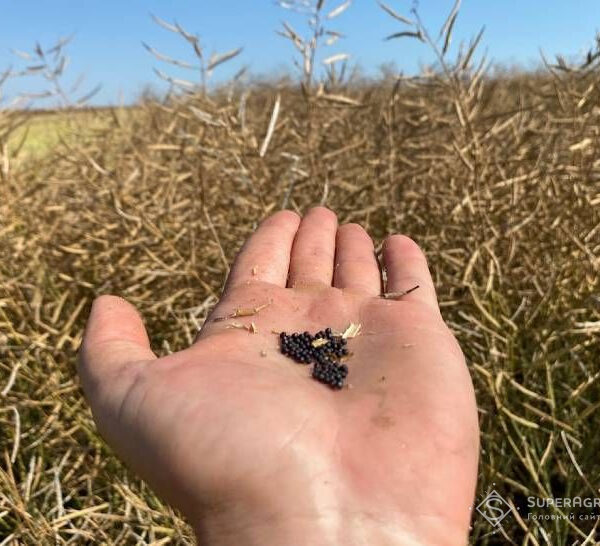 Ціни на ріпак знизилися до 25 тис. грн/т через збільшення пропозиції, повідомляє SuperAgronom.com