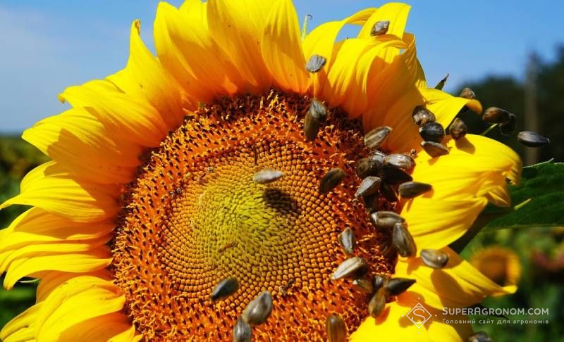Sunflwer harvest to grow by 20%, soy to shrink: UZA forecast for 2026