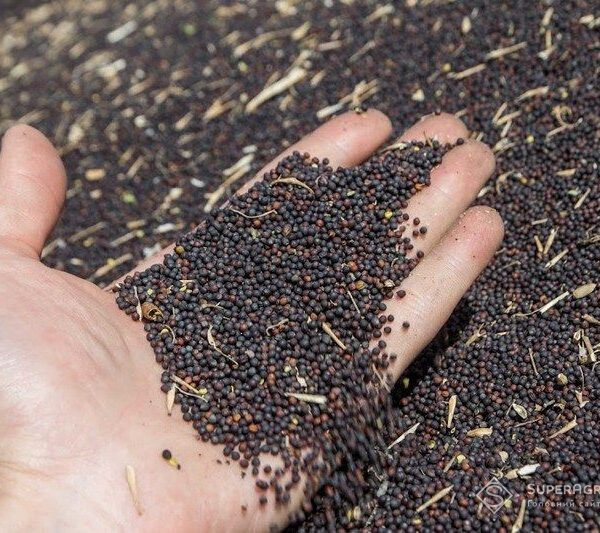 Незважаючи на падіння вартості, ріпак все ще приносить дохід — ПУСК — SuperAgronom.com