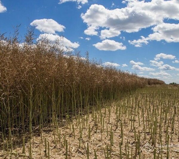 Під час збору врожаю на Черкащині зливи знищили посіви ріпаку — SuperAgronom.com