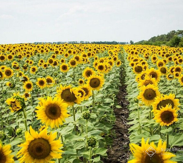Спеціаліст пояснив, чому рослини відчувають нестачу калію навіть на родючих ґрунтах — SuperAgronom.com
