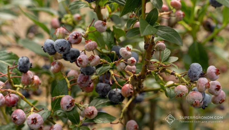Farmer named minimal starting investments in industrial blueberry plantation Farmer named minimal starting investments in industrial blueberry plantation