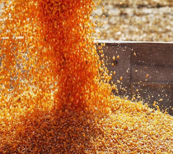 Європа недорахується близько 9 мільйонів тонн зернових у 2026 році через спекулятивні дії — SuperAgronom.com