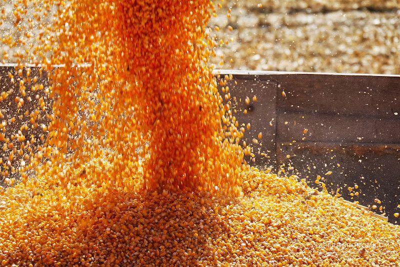 Аномальна спека скоротить урожай зернових в Європі на 9 млн т