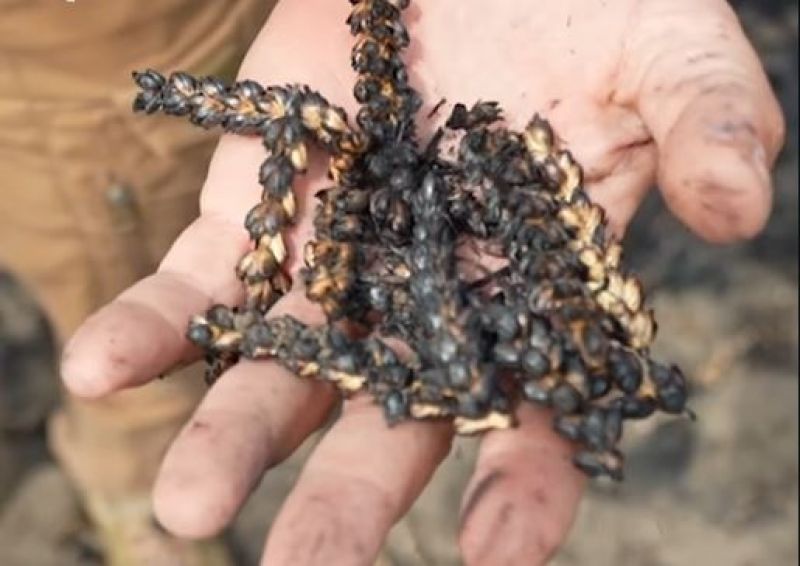 On Zaporizhzhia, farmers are reducing crop areas due to FPV drone attacks and field mining