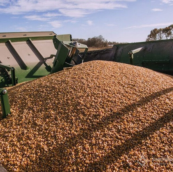 SuperAgronom.com: Через припинення експорту аграріїв змушені не реалізовувати збіжжя, тому вартість його знижується