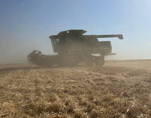 Зернові культури на Херсонщині демонструють врожайність понад 5 тонн з…