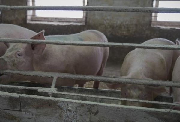 Промислове поголів’я свиней сягнуло 3,31 мільйона — КУРКУЛЬ