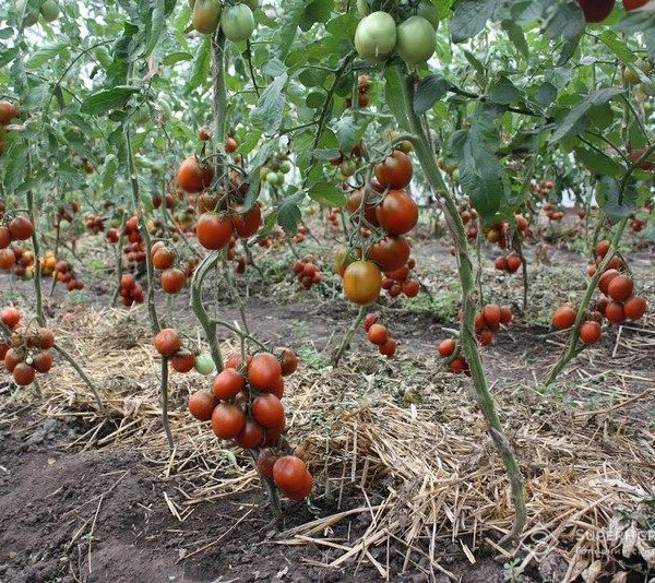 Херсонська область втратила понад 90% виробництва овочів через військові дії — Державна служба статистики — SuperAgronom.com