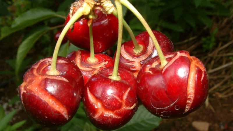 Fruit Cracking
