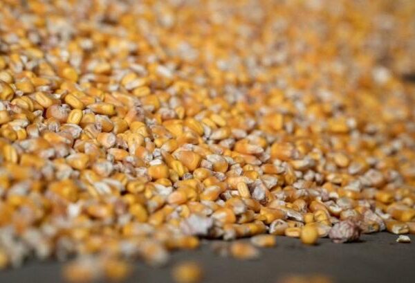 Ринок кукурудзи: фермери зайняли вичікувальну позицію — КУРКУЛЬ