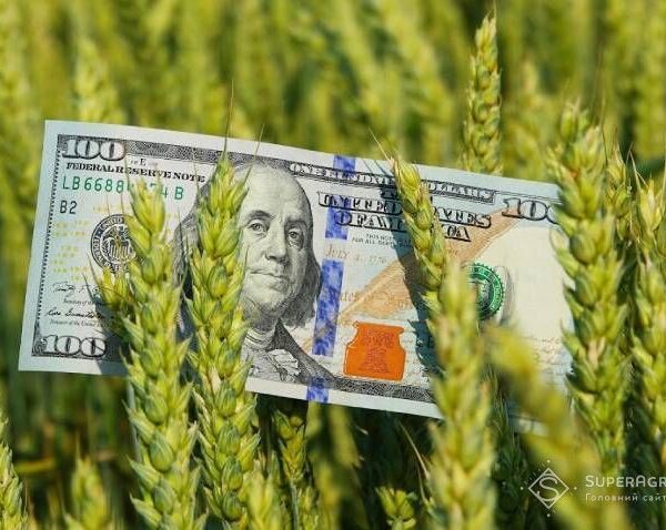 Прогноз урожаю, стан посівів у різних областях та логістичні можливості: аналітики зробили свій прогноз — SuperAgronom.com