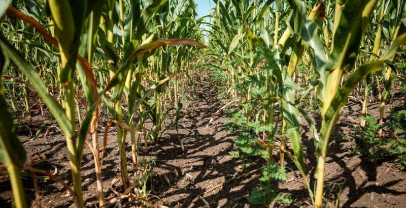 Запаси продуктивної вологи в ґрунті залишаються недостатніми попри дощі Запаси продуктивної вологи в ґрунті залишаються недостатніми попри дощі
