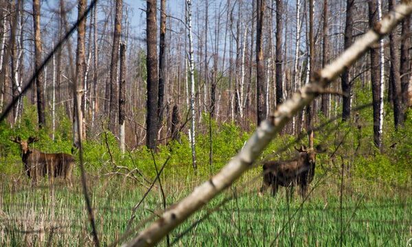 Збитки від нелегального проїзду транспорту та джипінгу заповідними територіями у 2026 році оцінюються у 1,4 мільйона гривень – дані Мінекономіки