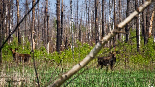 Збитки від незаконного проїзду транспорту та джипінгу заповідниками у 2026р. оцінюють у 1,4 млн грн – Мінекономіки