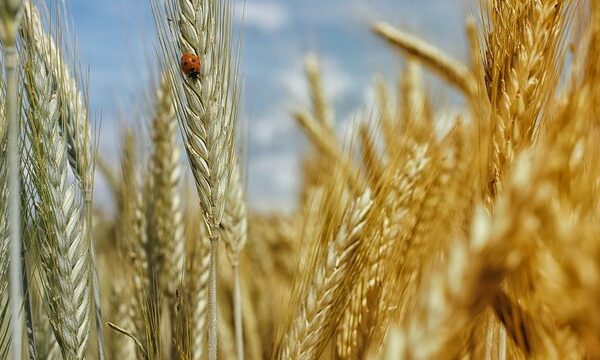 Сільськогосподарське виробництво в Україні за перші 6 місяців 2026 року скоротилося на 1,6% – Держстат