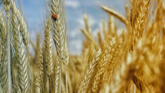 Сільгоспвиробництво в Україні за результатами 6 міс.-2026 зменшилось на 1,6% – Держстат