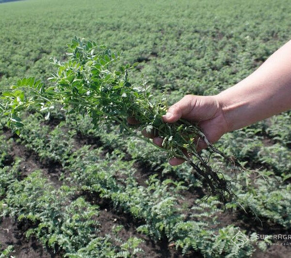 За чотири роки солоність ґрунту зменшилася майже в 17 разів: досвід американських фермерів — SuperAgronom.com