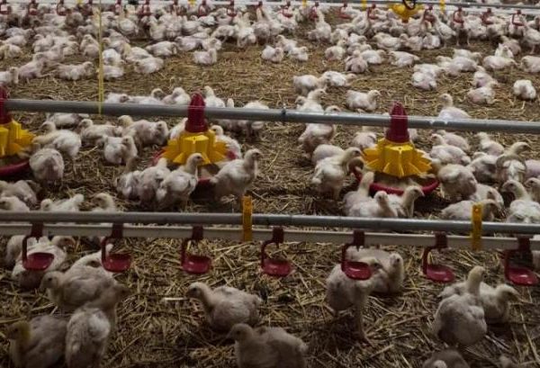 ЄС запровадив нові норми щеплень проти пташиного грипу для країн, що експортують птицю.