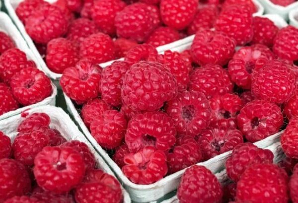 Сербський урожай малини зменшиться на 20-30% — як це створює шанси для України — КУРКУЛЬ