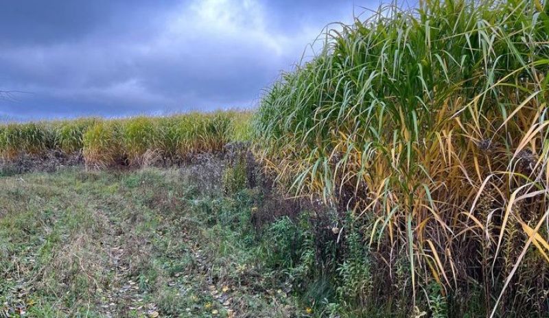 На Житомирщині інвестовано понад $1 млн у культивацію міскантусу: рослина вже відновлює деградовані ґрунти На Житомирщині інвестовано понад $1 млн у культивацію міскантусу: рослина вже відновлює деградовані ґрунти