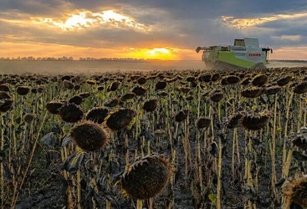 У ТАС Агро Південь почали збирати соняшник — КУРКУЛЬ