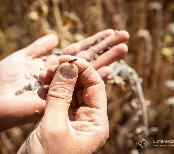 Сухість на початку серпня посилилася: урожай пізніх культур під загрозою — SuperAgronom.com