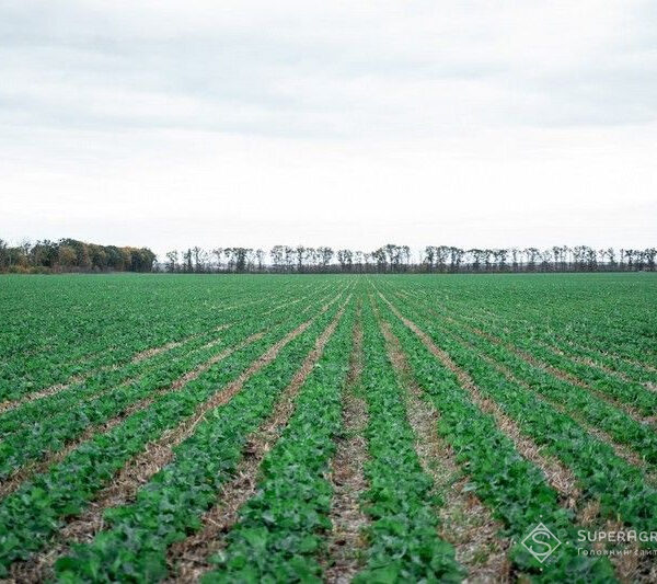 Агрохолдинги роблять ставку на ріпак і технологію strip-till через зростання цін на посівний матеріал — SuperAgronom.com