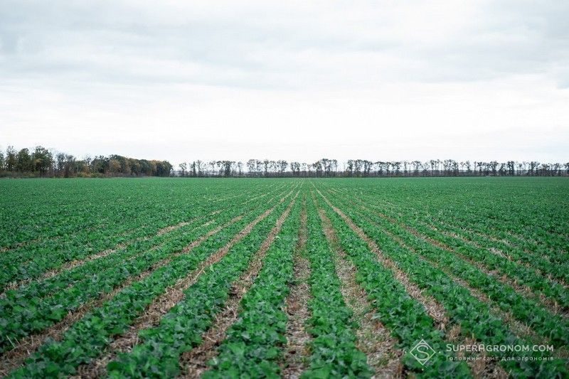 Озимий ріпак по strip-till