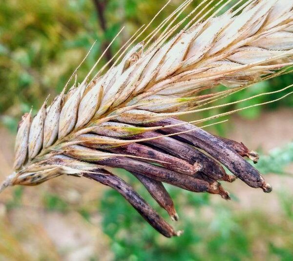 Німеччина: Спалах ріжків вражає яру пшеницю — SuperAgronom.com
