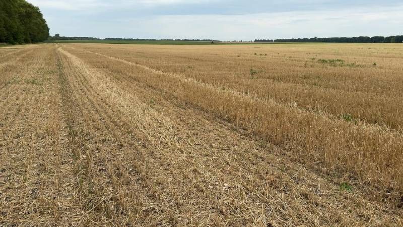 Аграрії Хмельниччини зібрали ранні зернові з урожайністю 7,1 т/га — найвищою по країні Аграрії Хмельниччини зібрали ранні зернові з урожайністю 7,1 т/га — найвищою по країні