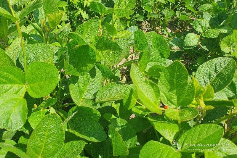 Heat contributes to the unusually active spread of spider mites in soybean crops Heat contributes to the unusually active spread of spider mites in soybean crops
