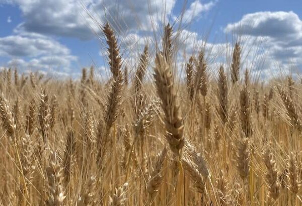 Збір ярої пшениці та вівса на Черкащині продовжується — KURKUL