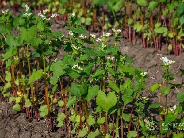 Зменшення посівів гречки, але дефіциту не передбачається: українські прогнози на 2026 рік — SuperAgronom.com