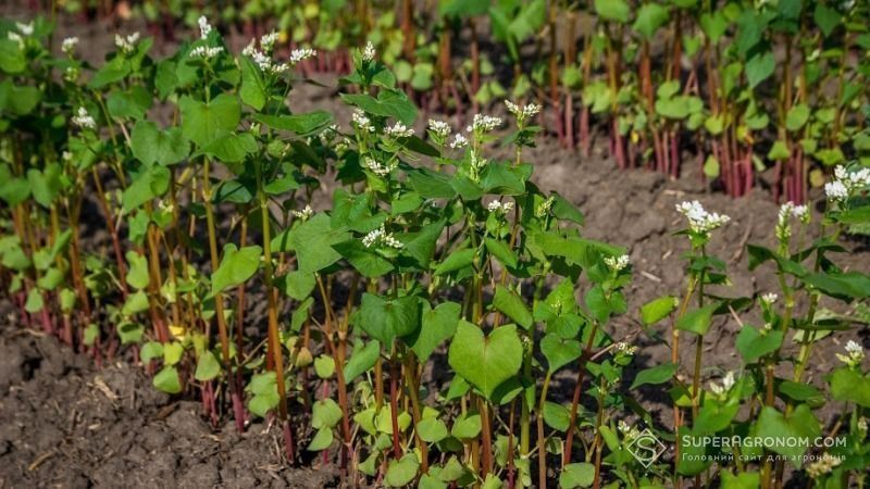 Незважаючи на зменшення посівів гречки в Україні, нестачі продукту не очікується Незважаючи на зменшення посівів гречки в Україні, нестачі продукту не очікується