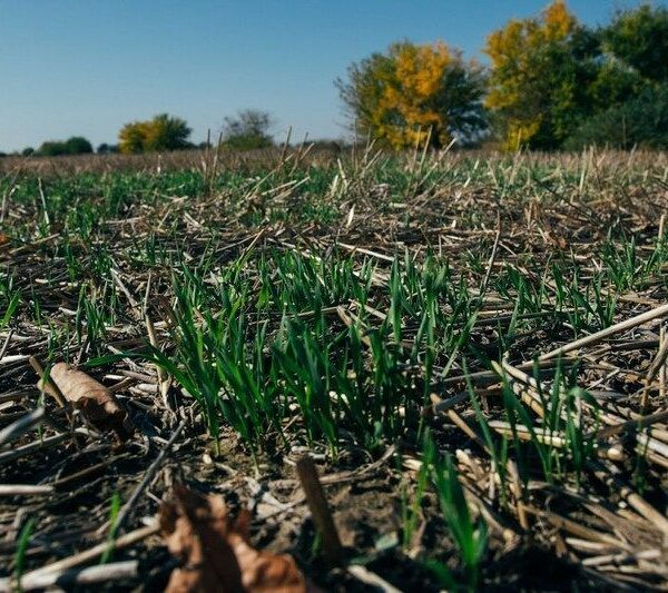 Як технологія no-till сприяє заощадженню палива та посівного матеріалу — досвід «ВВІ-Агро» — SuperAgronom.com