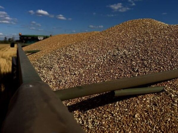 Ранні культури: урожайність 2026 року за даними Ландекс Агро — SuperAgronom.com