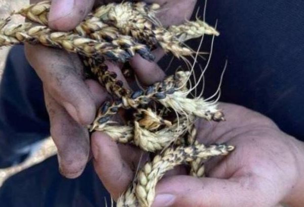 На Миколаївщині дрон атакував агрофірму — KURKUL