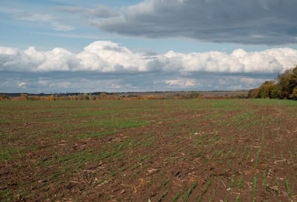 Верхня межа плати за оренду українських чорноземів — 600 доларів за гектар, теперішня вартість — приблизно 200 доларів — КУРКУЛЬ